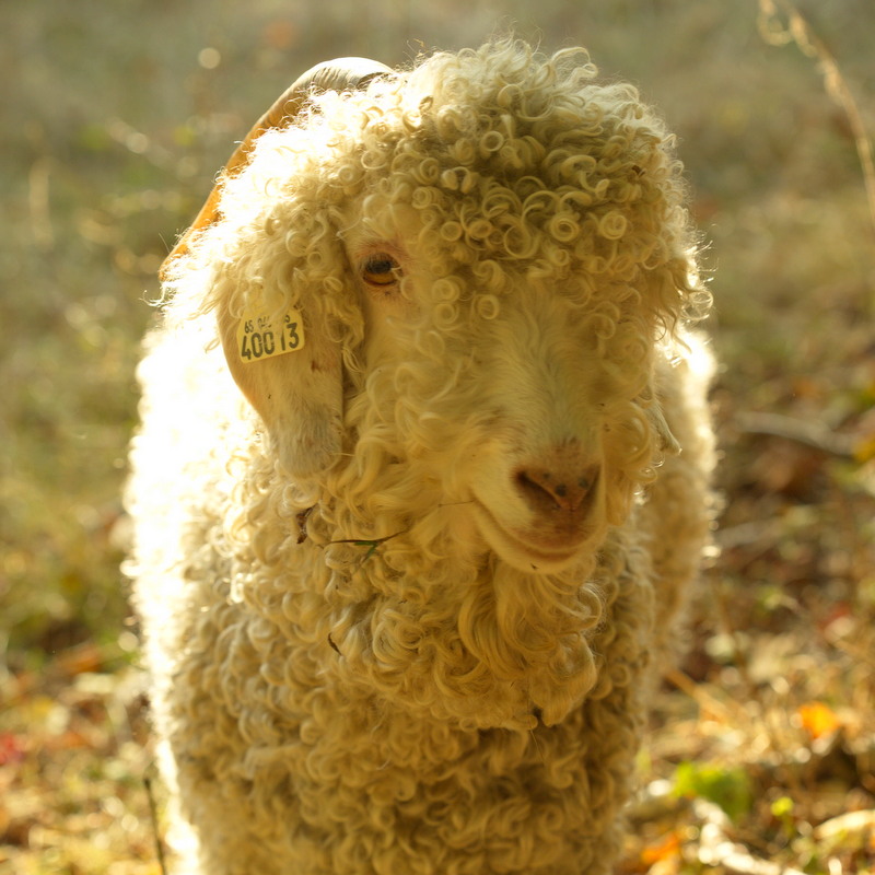 Plumes de Mouton et Cie